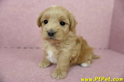 05/05奶油色馬爾泰迪公幼犬3號(高雄)4