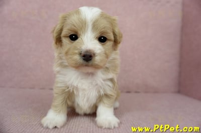 02/07奶油色馬爾泰迪母幼犬(嘉義東區)4