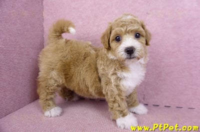 09/12泰迪比熊母幼犬1號(嘉義市)5