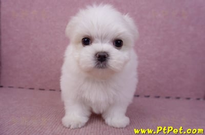 06/26迷你型馬爾濟斯公幼犬1號(台北南港)2