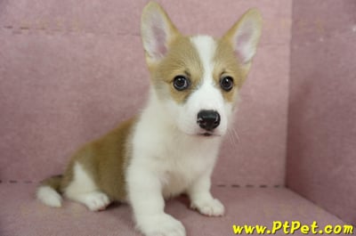 04/13雙色柯基犬公幼犬2號(桃園中壢)4