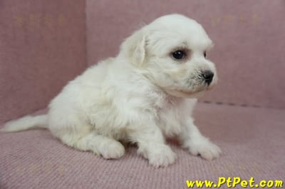 01/12比熊犬公幼犬1號(高雄鳥松)3