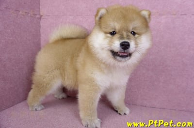 11/19赤色長毛柴犬母幼犬(新竹竹東)7