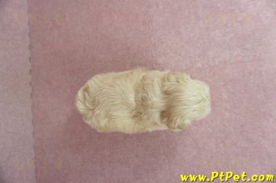 03/21奶油色馬爾泰迪 II 母幼犬1號(新竹市)7