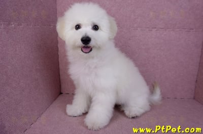 07/22比熊犬公幼犬(屏東市)11