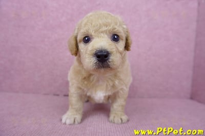 06/14泰迪比熊公幼犬(新竹竹東)2