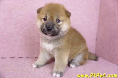 09/21赤色柴犬母幼犬2號(新竹)5