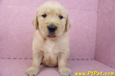 07/18黃金獵犬公幼犬7號(台北中山)1