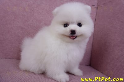 11/10松鼠白博美母幼犬(屏東內埔)5