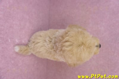 06/10泰迪比熊母幼犬(新竹竹北)11