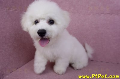 07/22比熊犬公幼犬2號(高雄楠梓)13