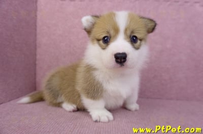 05/31雙色柯基犬母幼犬(屏東新埤)5