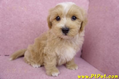 06/25馬爾泰迪公幼犬5
