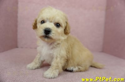 11/08泰迪比熊母幼犬3號(桃園蘆竹)5