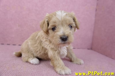 02/20馬爾泰迪母幼犬2號5