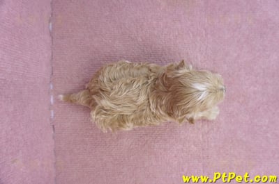 02/20馬爾泰迪公幼犬10