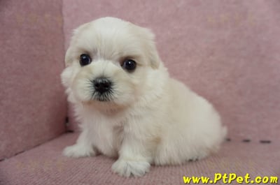 05/28迷你型馬爾濟斯公幼犬2號(高雄仁武)6