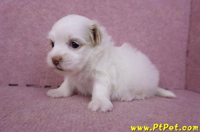 09/27馬爾泰迪母幼犬2號(高雄大寮)4