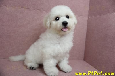 05/20比熊犬公幼犬1號(新北樹林)5