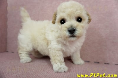 03/12泰迪比熊公幼犬4號(桃園市)6