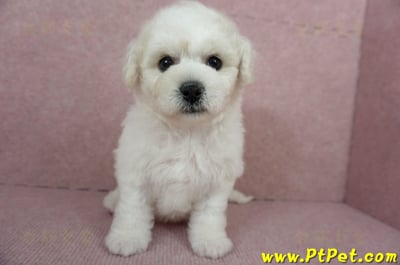 12/01比熊犬母幼犬1號（台北中山）2