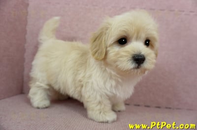 02/14奶油色馬爾泰迪公幼犬(桃園中壢)6