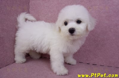 07/22比熊犬母幼犬2號(屏東新園)3