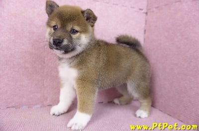 01/11赤色柴犬母幼犬3號(新竹竹北)7