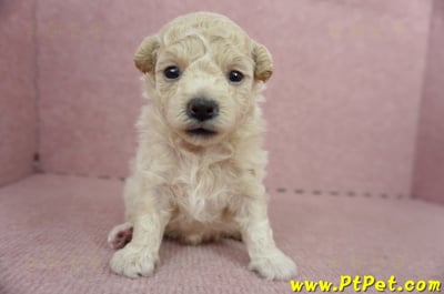 06/04泰迪比熊母幼犬(屏東市)2