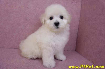 07/22比熊犬母幼犬2號(桃園平鎮)6