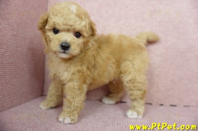 11/26迷你型奶油貴賓公幼犬2號(桃園中壢)10