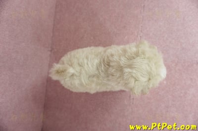 03/31奶油色馬爾泰迪母幼犬1號(基隆信義)14