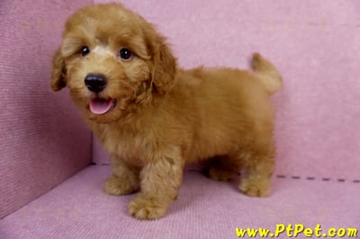 05/22迷你型紅貴賓公幼犬(新竹湖口)8