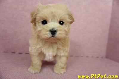 04/23奶油色馬爾泰迪公幼犬(屏東東港)1