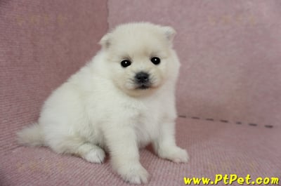 03/14迷你型松鼠白博美母幼犬(屏東潮州)3