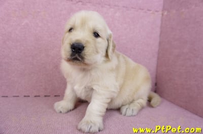 11/14黃金獵犬母幼犬1號(高雄前鎮)5