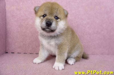 10/01赤色柴犬母幼犬1號5