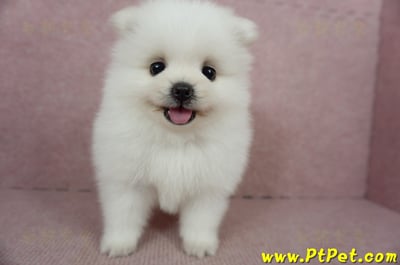 02/11迷你型松鼠白博美公幼犬(桃園市)2