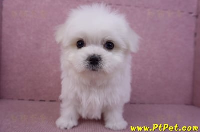 11/20馬爾濟斯公幼犬(彰化二林)3