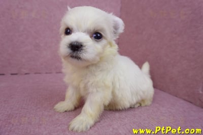 03/20馬爾濟斯母幼犬1號4