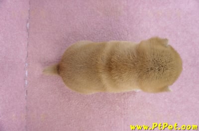 02/06赤色柴犬母幼犬3號7