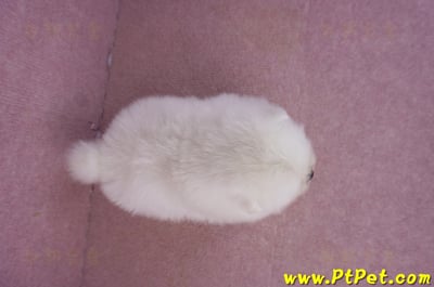 02/10白色松鼠博美母幼犬10