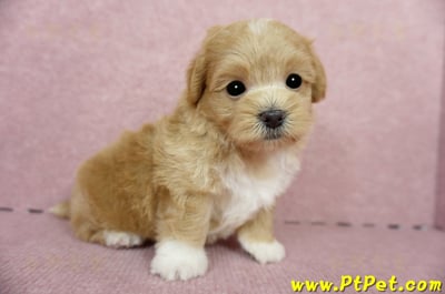 04/23奶油色馬爾泰迪公幼犬1號(新北蘆洲)3