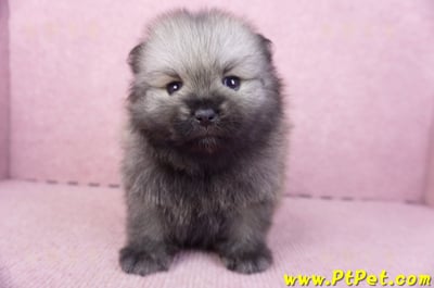 02/10棕色松鼠博美公幼犬2