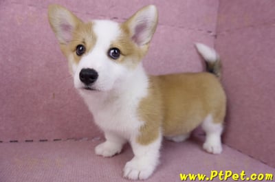 11/30雙色柯基犬公幼犬(高雄旗山)7