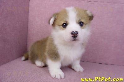 11/30雙色柯基犬公幼犬3號3