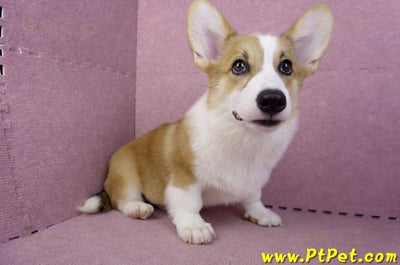 04/28雙色柯基犬公幼犬(屏東潮州)10