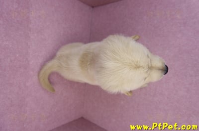 07/18黃金獵犬公幼犬1號(台北內湖)14