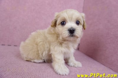 11/06馬爾泰迪母幼犬(屏東竹田)4