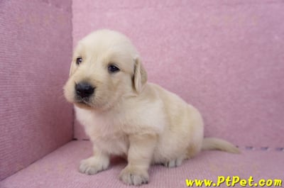 07/18黃金獵犬母幼犬4號(台中潭子)5